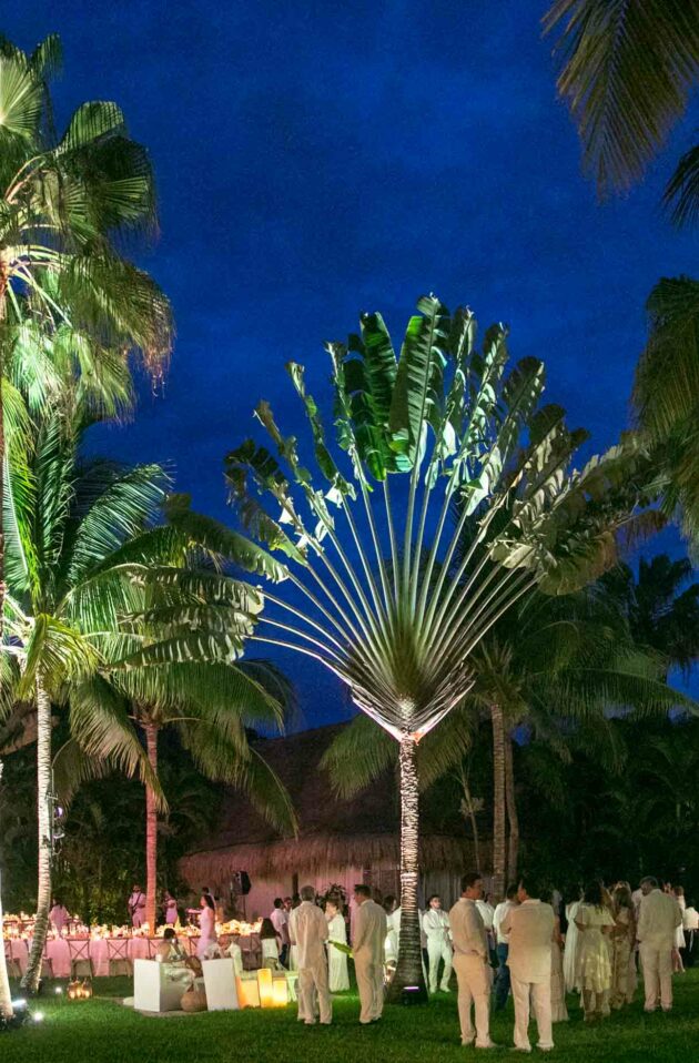 party at night under palm trees.